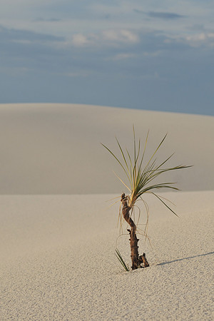 White Sands | New Mexico