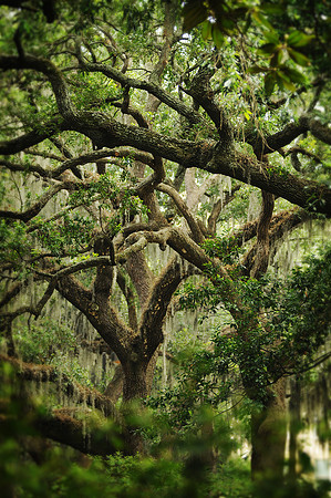 Live Oak | Savannah, Georgia